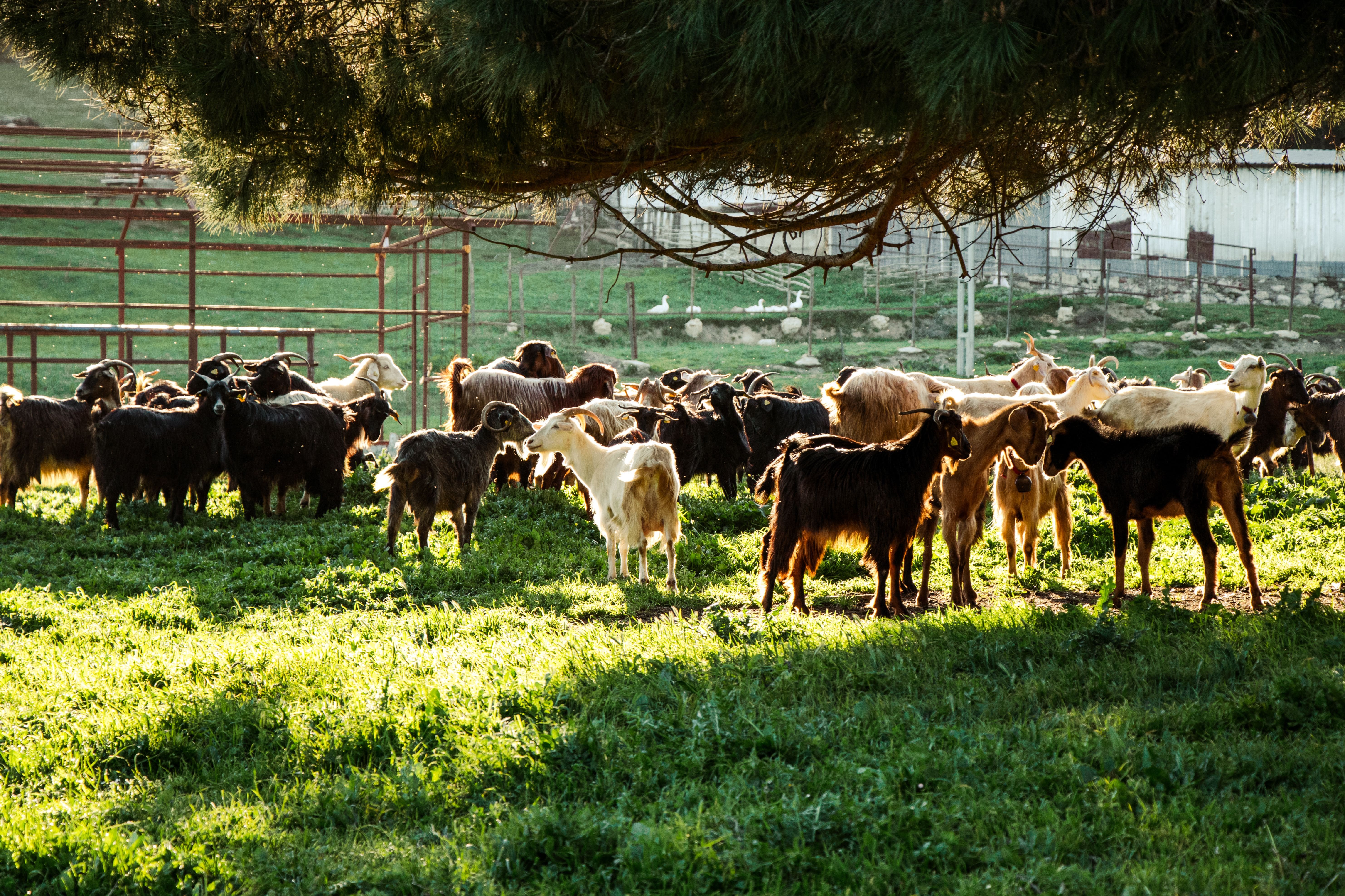 Kambing Jawa Randu