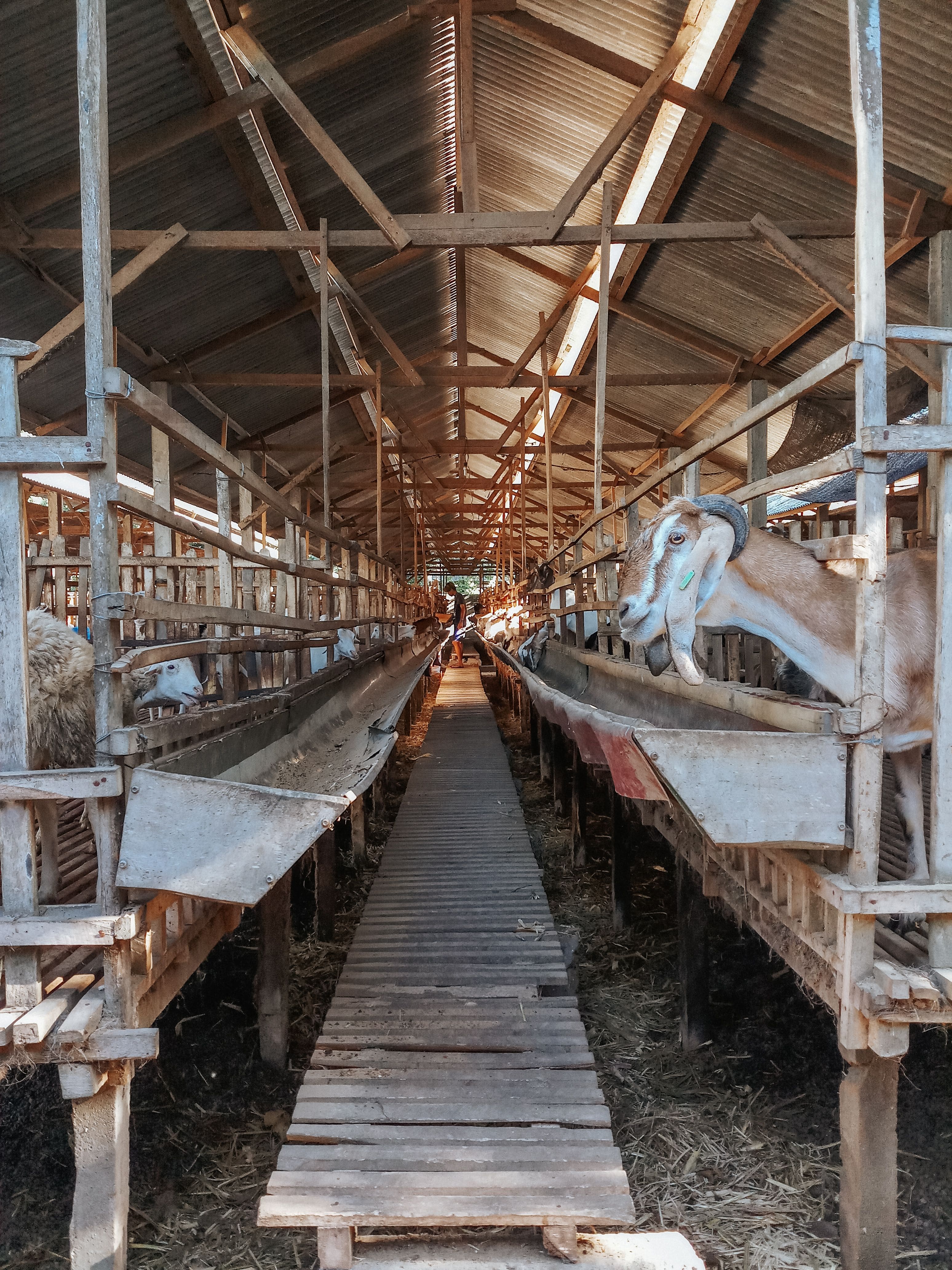 Paket Qurban RZFARM
