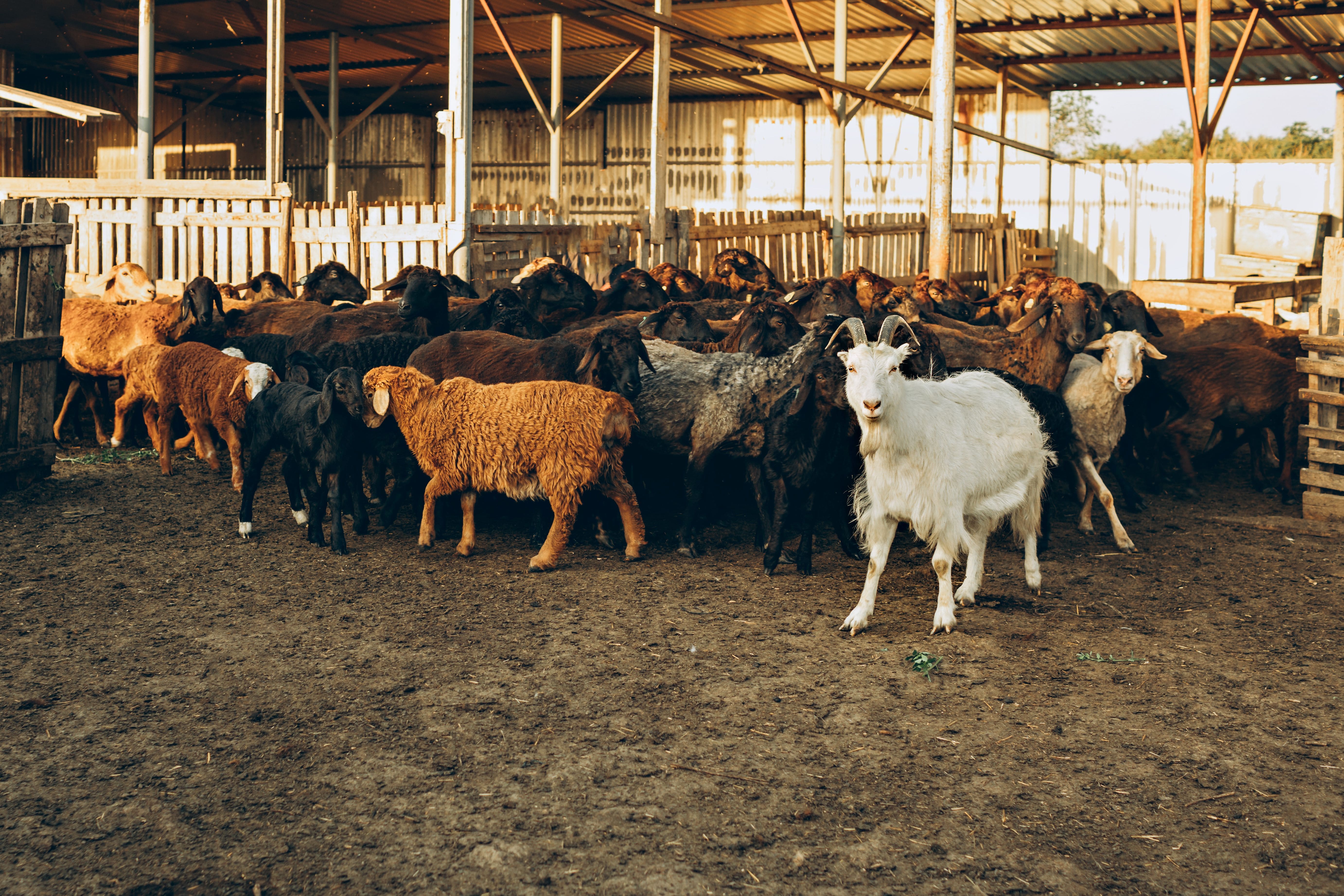 Kandang RZFARM
