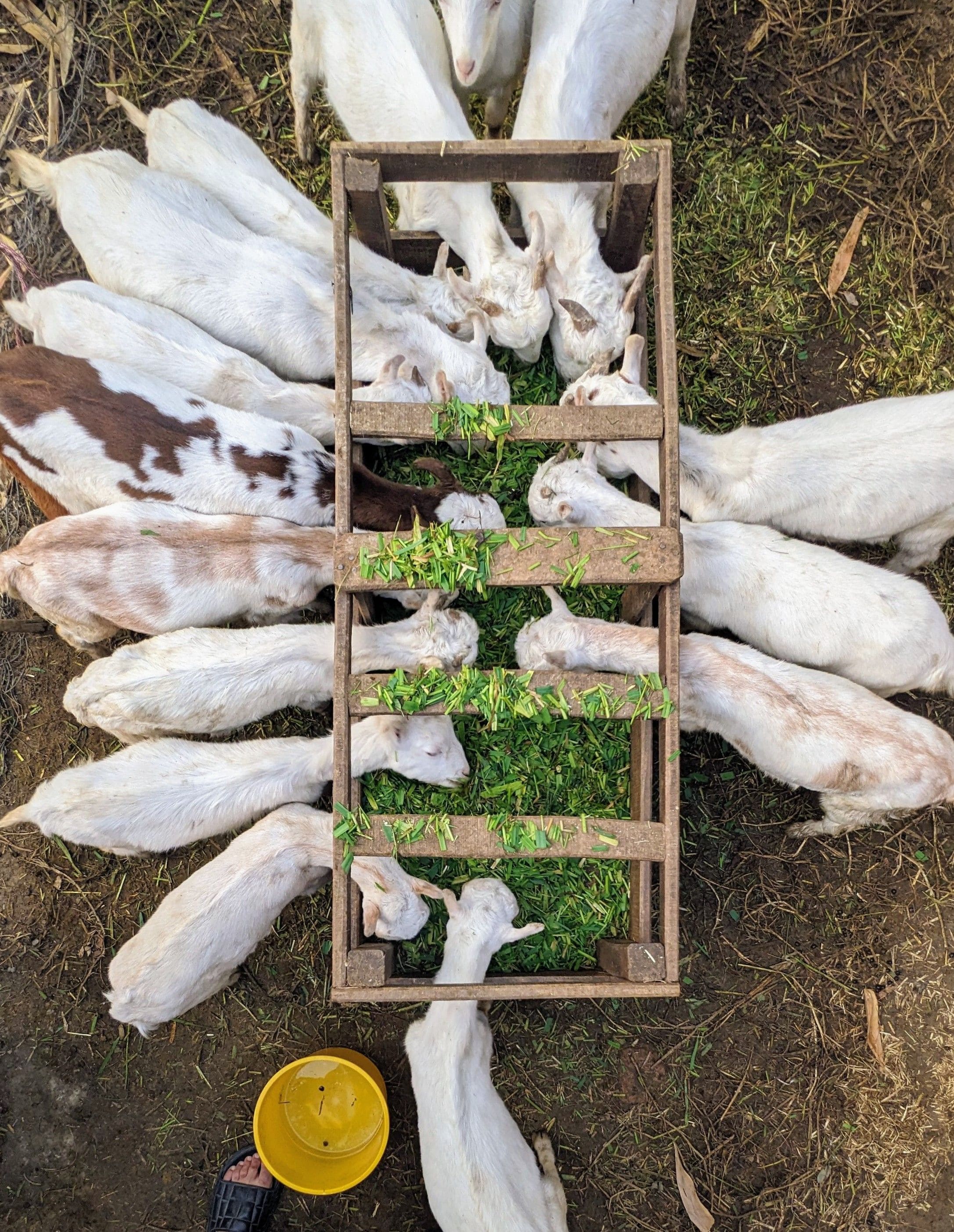 Tentang RZFARM